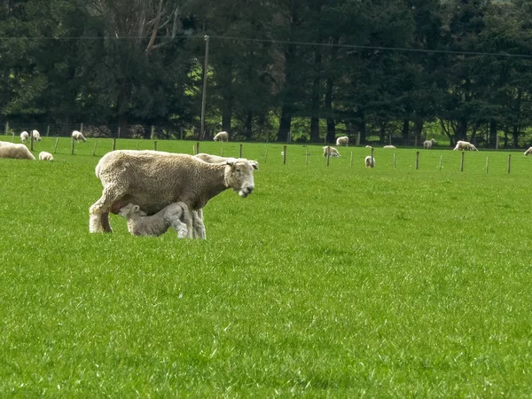 Cordeiro bebê na Nova Zelândia se alimenta de sua mãe — Fotografia de Stock