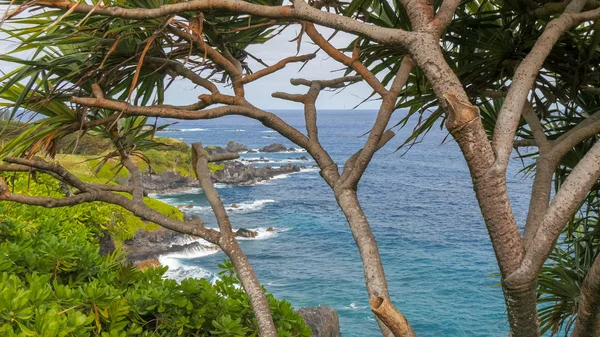 마우이스 유명한 하나 해안선과 판다누스 나무 — 스톡 사진