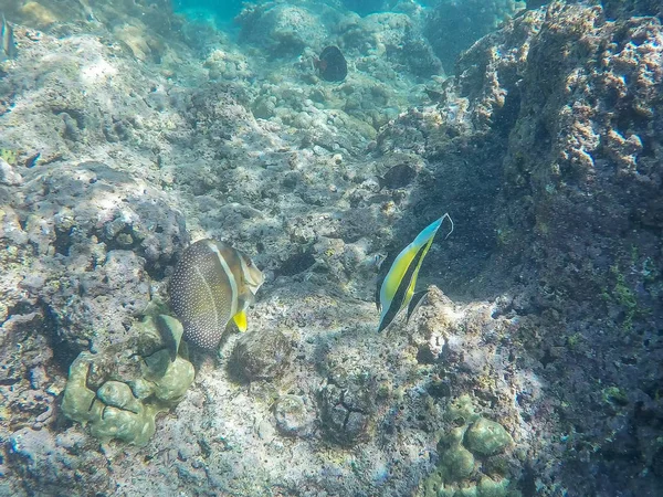 Idole mauresque et autres poissons de récif nagent dans la baie hanauma — Photo