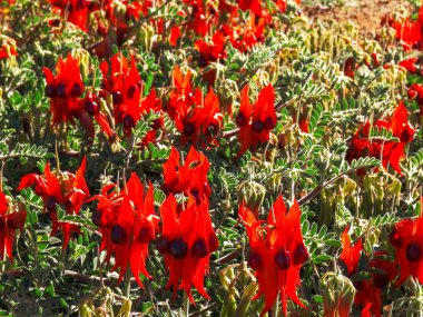clump of bright red sturts desert pea flowers clipart