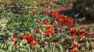wide shot of a bright red starts desert pea growing on the ground clipart