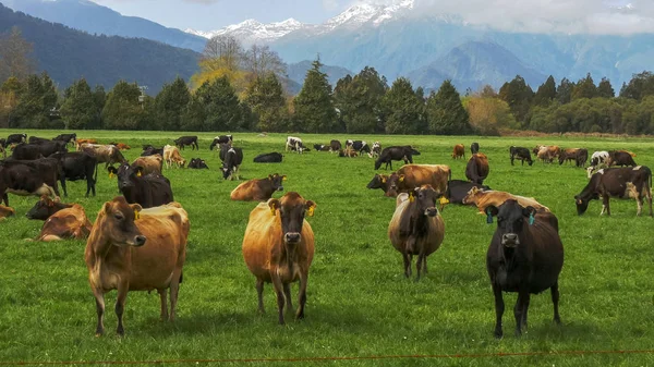 在新西兰的一个农场里,一群奶牛 — 图库照片