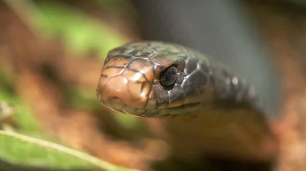 Extremo cerca de la cabeza de una serpiente negra de vientre rojo —  Fotos de Stock