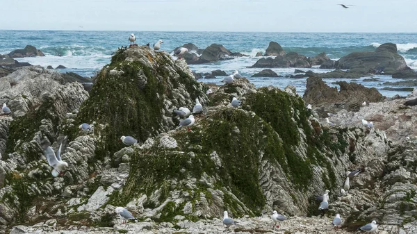 Tiro ancho de gaviotas de mar en una colonia reproductora en kaikoura — Foto de Stock