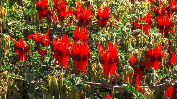 several blossoms of bright red starts desert pea
