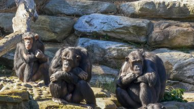 Üç şempanzelerin bir grup bir kaya duvarı üzerinde oturup