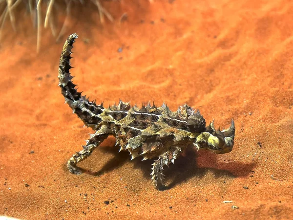 avustralya dikenli ejderha kertenkele bir karınca yiyor