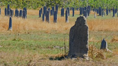 Avustralya'nın kuzey bölgesinde manyetik termit höyüğünün yakın bir şekilde kapatılması