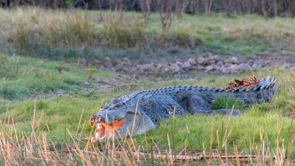 Tiro de um enorme crocodilo de água salgada em um banco em corroboree billabong — Fotografia de Stock