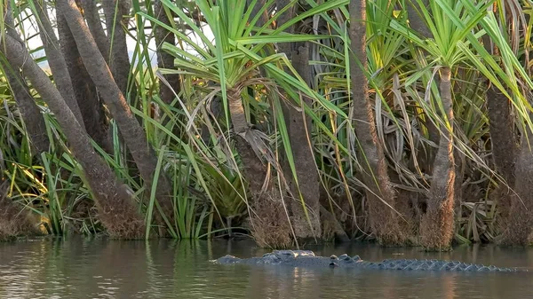 Um crocodilo de água salgada nadando em corroboree billabong — Fotografia de Stock