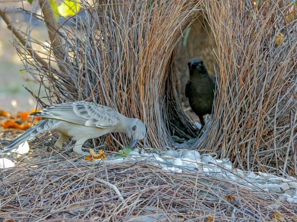 Two young bowerbirds practice at a bower of twigs — Stock Photo, Image
