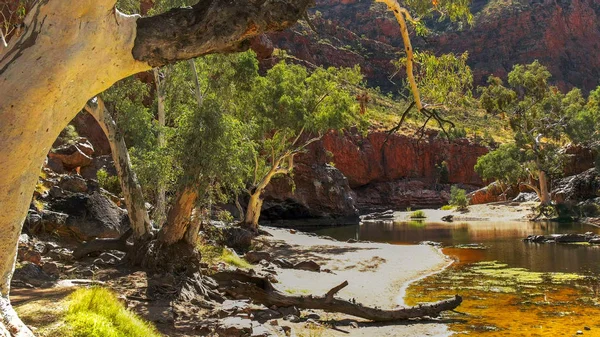 A ghost gum at the waterhole at ormiston gorge in the west macdonnell ranges — Stock Photo, Image