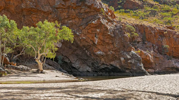 A ghost gums and the dry finke river bed at ormiston gorge — Stock Photo, Image