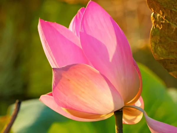 Un primer plano de las bonitas flores rosadas de un lirio de loto parcialmente abierto que crece en el nt — Foto de Stock