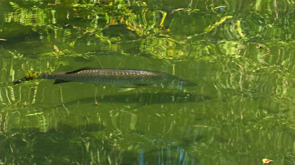 Shot of a large barramundi swimming in a billabong — Stock Photo, Image