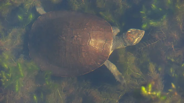 Vista ad alto angolo di una tartaruga faccia gialla settentrionale che nuota tra le piante d'acqua dolce in un billabong — Foto Stock