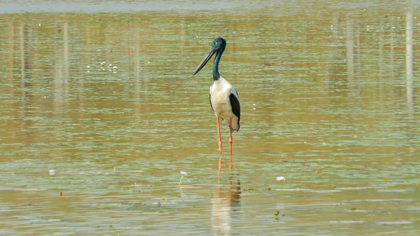 Close up de uma cegonha de pescoço preto fêmea no pássaro billabong no parque nacional mary river — Fotografia de Stock