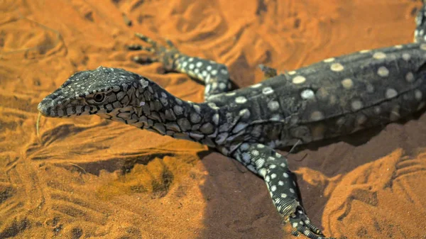 Ângulo alto perto de tiro de um goanna — Fotografia de Stock