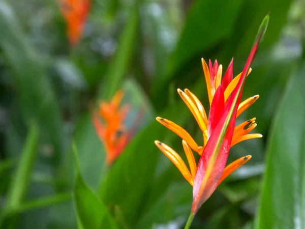Perto de uma flor tropical heliconia psittacorum em maui — Fotografia de Stock