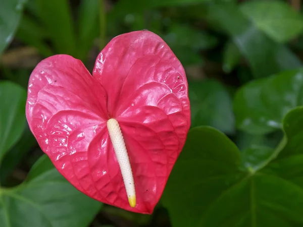 Close-up de uma grande flor tropical antúrio rosa em um jardim em maui — Fotografia de Stock
