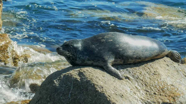 Primer plano de una foca portuaria en Monterey Bay —  Fotos de Stock