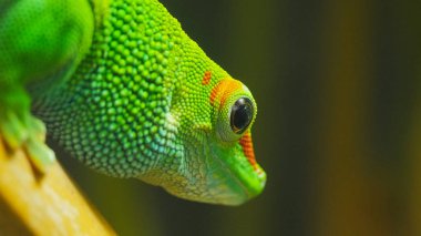Madagaskar dev gün kertenkele yakın çekim