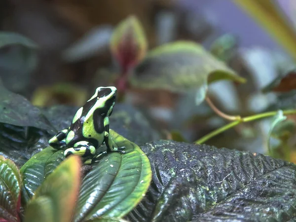 Зеленая и черная ядовитая лягушка сидит на листе — стоковое фото