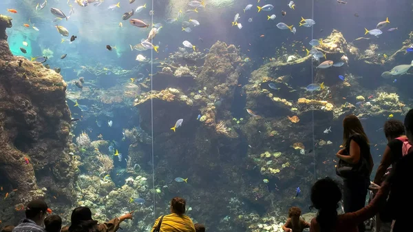 SEATTLE, WASHINGTON, EUA, SETEMBRO 7, 2015: visitantes assistem peixes em um grande aquário de água salgada fria — Fotografia de Stock