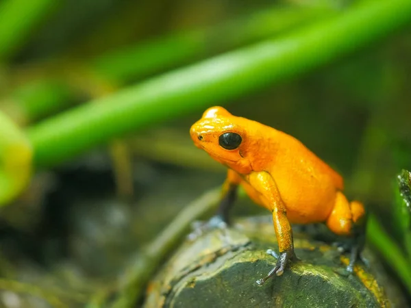 Perto de um sapo de dardo de veneno de morango — Fotografia de Stock