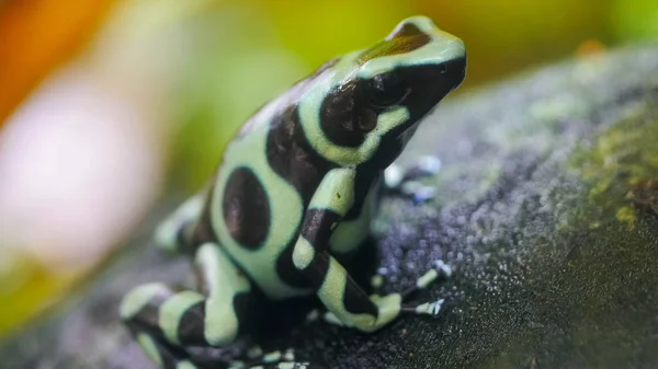 Close up of a green and black poison dart frog — Stock Photo, Image