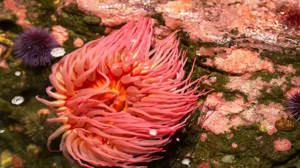 Primo piano di un grosso pesce rosso che mangia anemone — Foto Stock