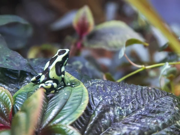 a green and black poison dart frog on a leaf