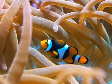 extreme close up of a percula clown fish nestled in its host anemone clipart