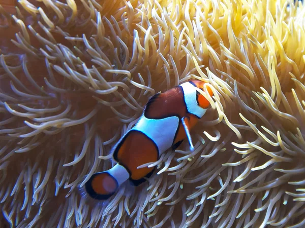 Un pesce pagliaccio nuota tra i tentacoli del suo anemone — Foto Stock