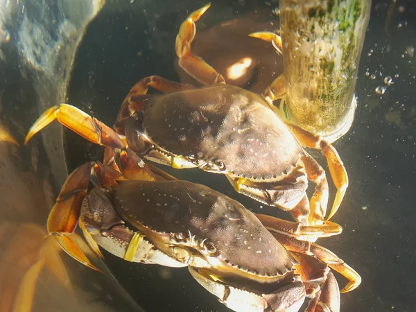 Dois caranguejos de dungeness vivos no mercado do pike place em Seattle — Fotografia de Stock