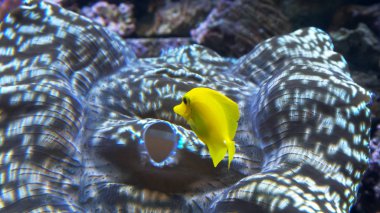 sarı tang balık bir tridacna istiridye yukarıda arasında yüzer