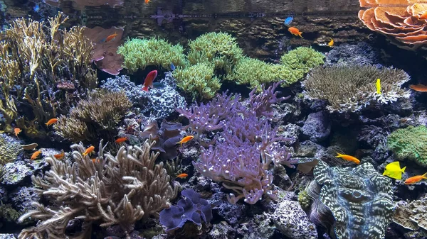 Vida mrine en un colorido acuario de arrecifes de coral tropical —  Fotos de Stock