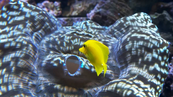 A yellow tang fish swims among above a tridacna clam — Stock Photo, Image