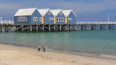 Busselton, Batı Avustralya, Avustralya- 9 Kasım 2015: Busselton iskelesinin ve sahildeki iki karabatak'ın yakın görünümü