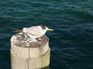 tepeli bir sumu busselton iskelesindeki bir dironun üzerinde yer alıyor.