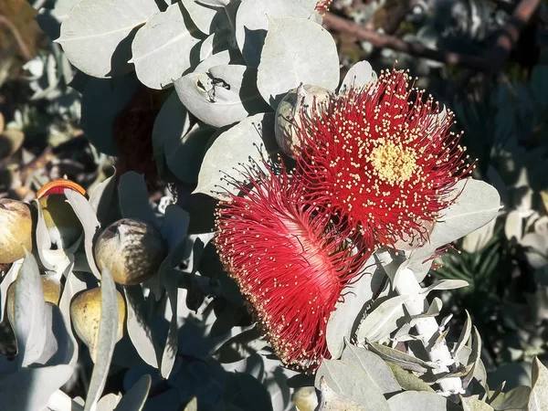 Two eucalyptus macrocarpa blossoms close up in west aust — Stock Photo, Image