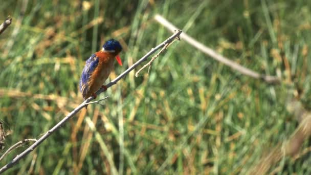 Zoom em tiro de um malaquita kingfisher empoleirado em uma haste de fábrica no parque nacional de amboseli — Vídeo de Stock