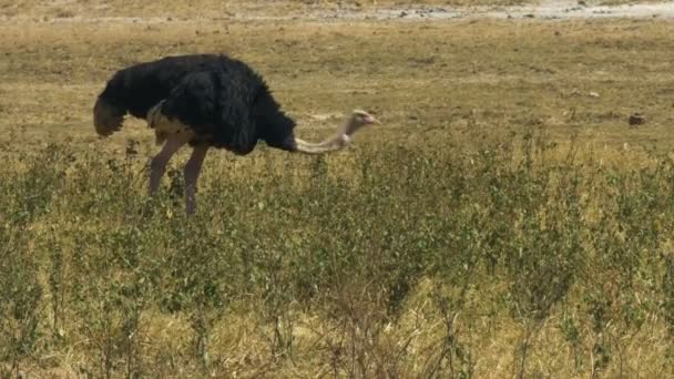 Tiro de rastreamento de uma avestruz macho alimentando e andando no parque nacional de amboseli — Vídeo de Stock