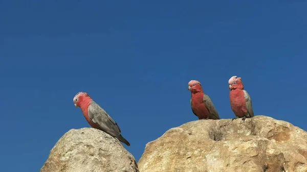 three galahs at the pinnacles in western australia