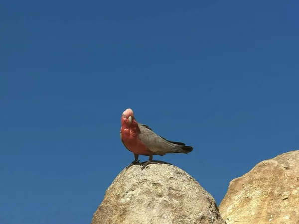 Galah flyger iväg på tinnar i västra Australien — Stockfoto