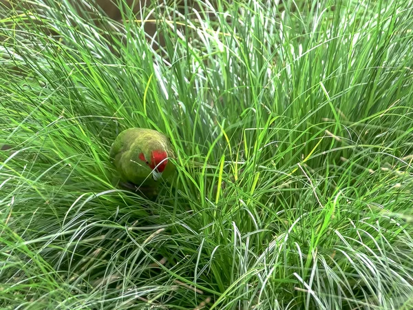 Červený korunovaný papoušek, který stárne v dlouhé trávě — Stock fotografie
