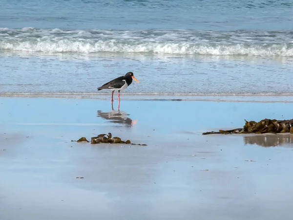 Pied oyster catcher feeding at picnic rocks in tasmania — Stock Photo, Image