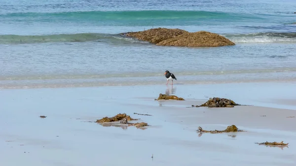 Atrapador de ostras espiado caminando en una playa en tasmania, australia — Foto de Stock