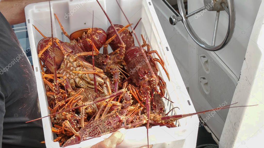 holding a crate of southern rock lobster