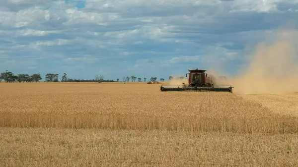 kırmızı bir birleştirme hasat olgun tahıl hasat için bir buğday çiftliğinde kullanılır